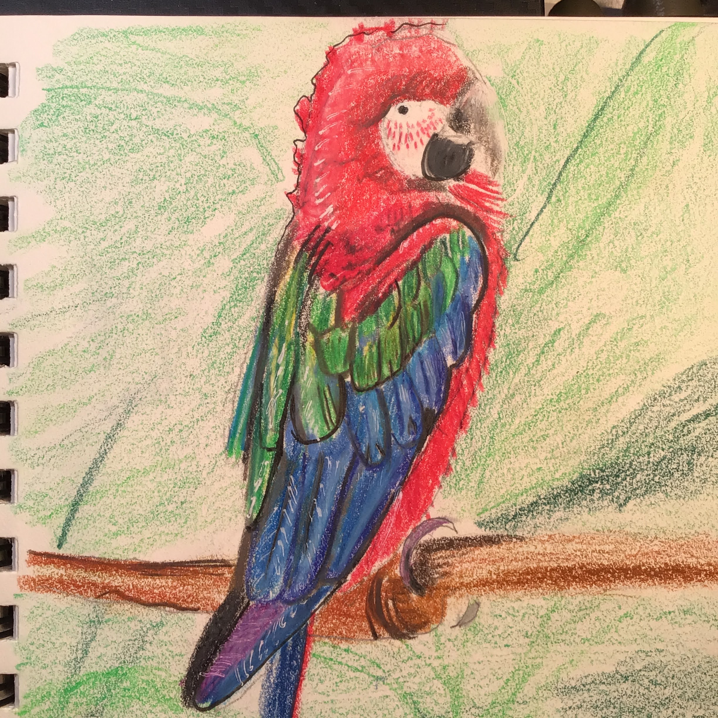 Parrot Sketch