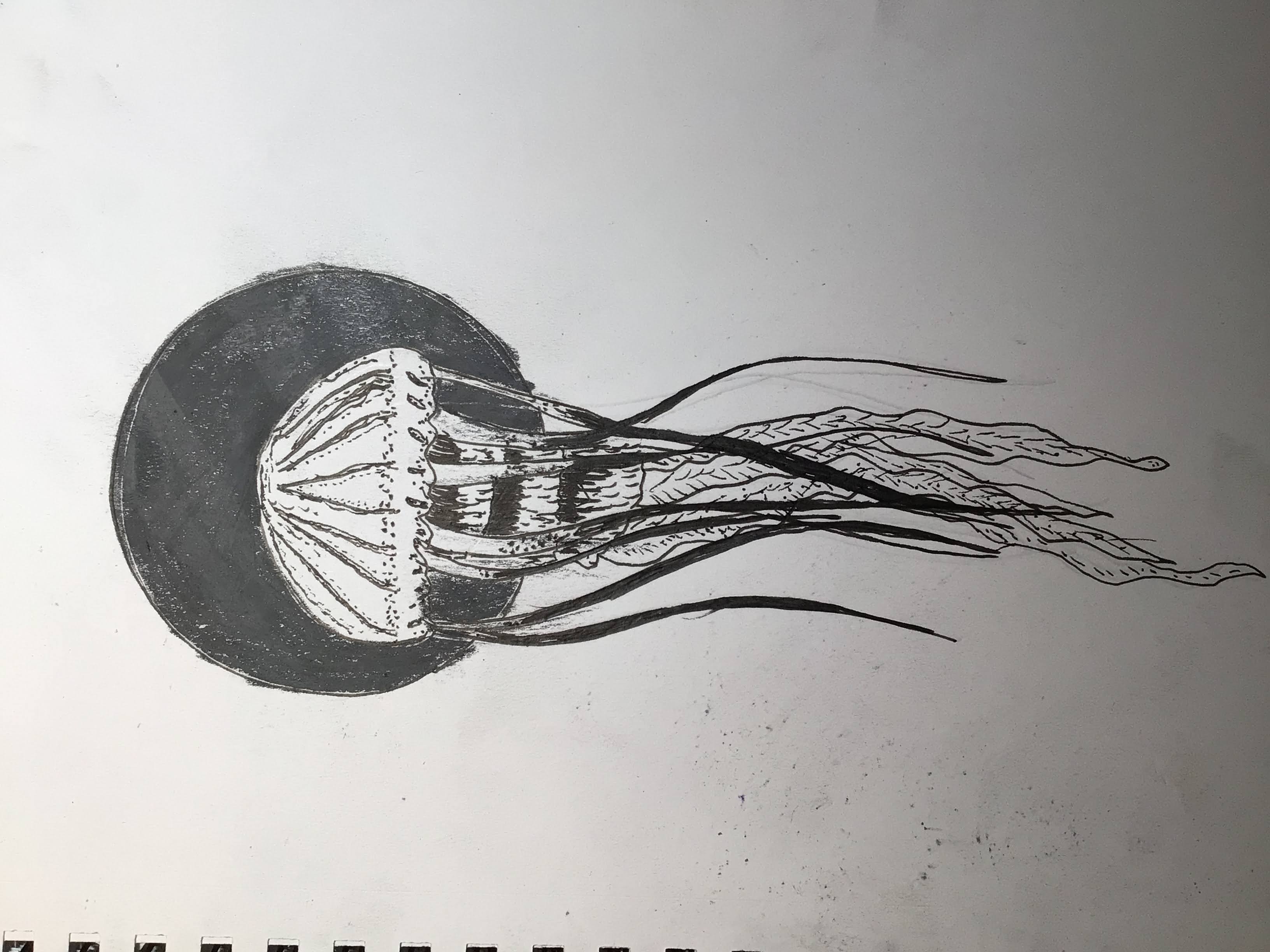 Jellyfish